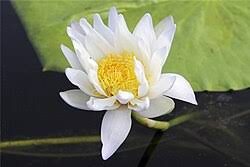 Image result for Nymphaea heudelotii