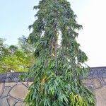 Image result for Monoon longifolium