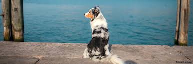 Beim surfen durch unsere ferienhausdatenbank werden sie feststellen, dass die ferienobjekte von verschiedenen anbietern stammen. Gardasee Eingezauntes Ferienhaus Mit Hund