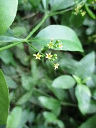 Image result for Otiophora pauciflora