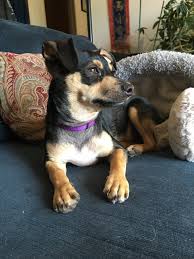 Chorkie breed rescues while you may understandably be wondering if it is even possible to obtain a chorkie from a rescue shelter, new advances in genetic science are providing an unexpected benefit for rescue shelters trying to place dogs in new forever homes. The Shelter Said He S A Chihuahua Dachshund Mix But I Think He S Also Min Pin Thoughts Minpin