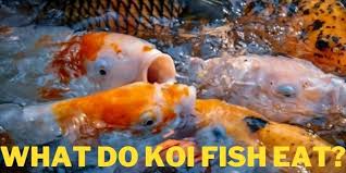 It is also important to know how large your fish are so that you can determine if a given pond is big enough for your fish. What Do Koi Fish Eat Best Food List Feeding Guide