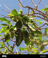 Image result for Maerua angolensis