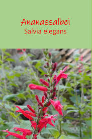 Ananassalbei Salvia Rutilans Ananassalbei Salbei Pflanzen