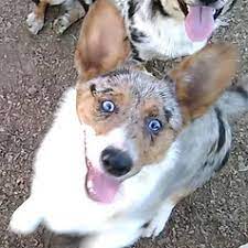 We did not find results for: Cowboy Corgis Home Facebook