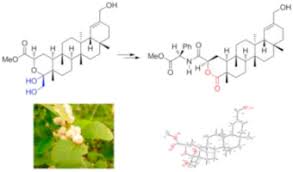 Image result for Eriosema laurentii