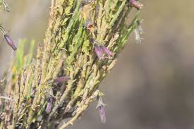 Image result for Selaginella imbricata