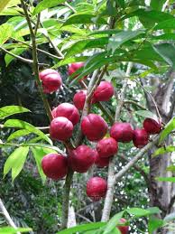 Ackee Blighia Sapida Es Originaria De Africa Tropical Occidental El Fruto Es En Forma De Pera Fruta Que Madura Cambia De Color Verde A Tanaman Kebun Buah