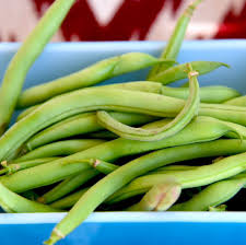 Image result for Phaseolus