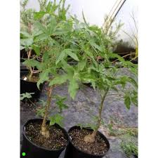 Image result for Cussonia natalensis