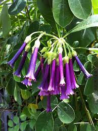If the plant is a true species and not a hybrid or cultivar this shows where it is normally found naturally. Mini Angel Trumpet Iochroma Cyanea Kens Nursery