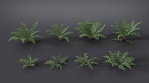 Image result for Dryopteridaceae