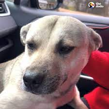 The Dodo - This pregnant dog jumped into a strangers car hoping they would  help her ❤️ | Facebook