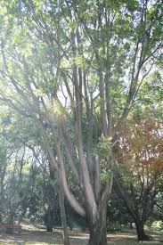 Image result for Harpephyllum afrum