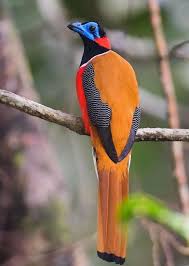 Bird With Red V On Back Of Head Pin By Sheila Bardfield On Birds Beautiful Birds Nature Birds Birds