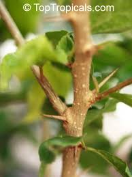 Image result for Dovyalis sp. A