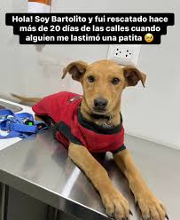 ADOPCION DE MASCOTAS AQP