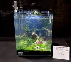 Go for small schooling type of fish, like least rasbora, strawberry rasbora or mosquito rasbora, all three from the boraras genus. Aga Aquascaping Live 2016 Small Tank Entry 4 Aquascape Tank Small Tank