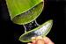 Aloe Vera Plant Types