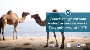 Camels have many adaptations that allow them to live why do camels have long eyelashes? Camel Fact Sheet Blog Nature Pbs