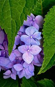 Most Of This Hydrangea S Blossoms Had Passed This One Is Hiding Hydrangea Blossoms Pretty Flowers Hydrangea Flower