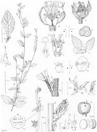 Image result for Neoholstia tenuifolia