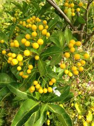 Image result for Psychotria capensis