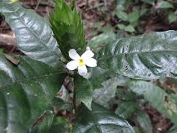 Image result for Lankesteria alba
