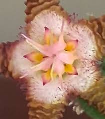 Image result for Eulophia flavopurpurea