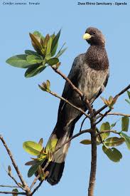 Image result for Ozoroa nigricans