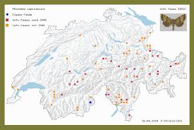 Image result for Photedes captiuncula