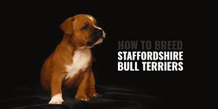 The staffordshire bull terrier is a muscular dog, very strong for its size. How To Breed Staffordshire Bull Terriers Breeding Business