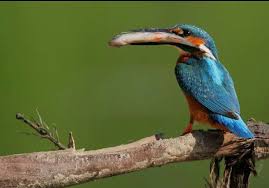 Kingfisher Wat Een Rare Snavel Kingfisher Food Display Bird
