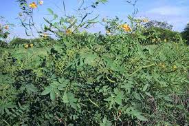 Image result for Senna occidentalis