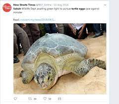 Rural and regional development minister ismail sabri yaakob has left it to the state government to take action against the organiser responsible for serving turtle eggs at a function he had attended in sandakan in august. Ismail Sabri Yaakob S Suit Against The Daily Express And Its Chief Editor James Sarda Over The Turtle Egg Case To Be Amicably Settled Weehingthong