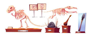3d viewer is not available. Free Vector Paleontological Museum Interior Cartoon