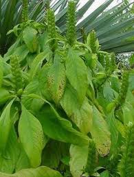 Image result for Barleria oxyphylla