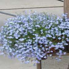 Image result for foto Lobelka