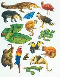 Check spelling or type a new query. Rainforest Animals Clipart Download Free Clip Art On Clipart Bay