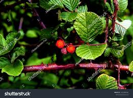 Image result for Rubus ellipticus