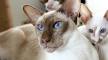 Siamese Cat Colors