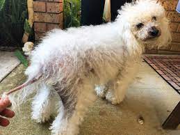 Cushing S Disease In Dogs Dunedin Animal Medical Center