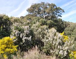 Image result for Erica arborea