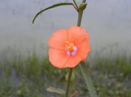 Image result for Pentanisia sykesii