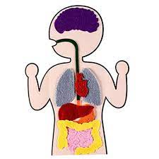 See more ideas about human body activities, human body, human body unit. Kapmore Body Organ Toys Kids Teaching Prop Human Organs Learning Creative Diy Craft Kit Educational Toy Educational Toys Planet