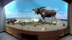 Museo De Historia Natural En New York Que Ver Y Mas