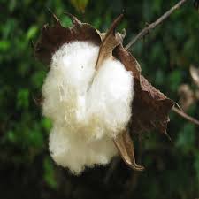 Image result for Gossypium barbadense