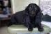 Black Full Grown Long Haired Dachshund