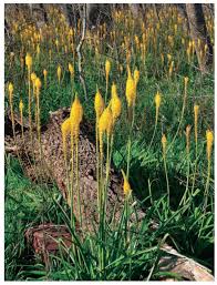 Image result for Schlechterina mitostemmatoides