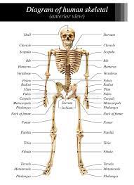 These diagrams help you learn the basics and understand the human body better. 31 918 Human Skeleton Photos Free Royalty Free Stock Photos From Dreamstime